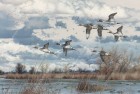 Pintails In The Sacramento Valley – Oil ~ SOLD