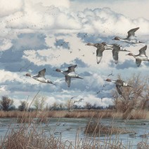 Pintails In The Sacramento Valley – Oil ~ SOLD