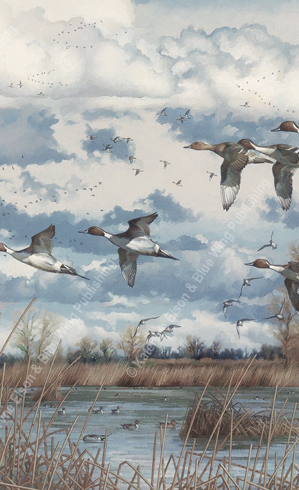 Pintails In The Sacramento Valley – Oil ~ SOLD