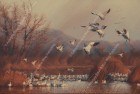 Sunset Symphony Snow Geese – Oil ~ SOLD