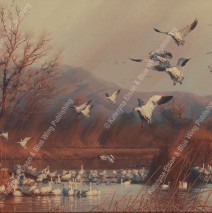 Sunset Symphony Snow Geese – Oil ~ SOLD