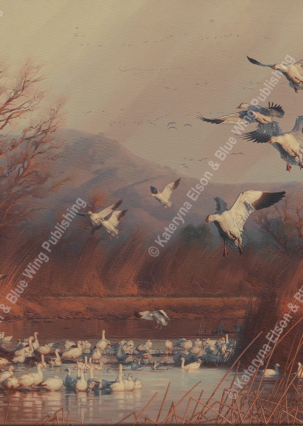 Sunset Symphony Snow Geese – Oil ~ SOLD